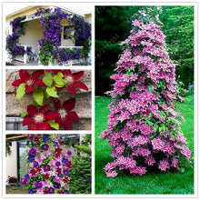 100pcs/bag Clematis seeds flower clematis vines bonsai flower seeds perennial flowers climbing clematis plants for home garden