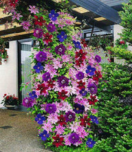 100pcs/bag Clematis seeds flower clematis vines bonsai flower seeds perennial flowers climbing clematis plants for home garden