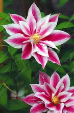 100pcs/bag Clematis seeds flower clematis vines bonsai flower seeds perennial flowers climbing clematis plants for home garden