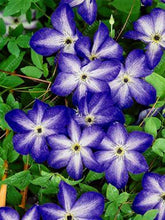 100pcs/bag Clematis seeds flower clematis vines bonsai flower seeds perennial flowers climbing clematis plants for home garden