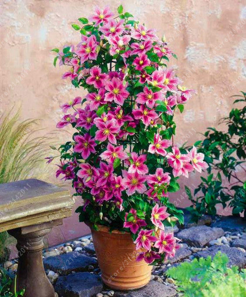 clematis plant seeds 100pcs/bag Clematis seeds flower clematis vines bonsai flower seeds perennial flowers climbing clematis plants for home garden