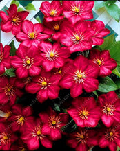 100pcs/bag Clematis seeds flower clematis vines bonsai flower seeds perennial flowers climbing clematis plants for home garden