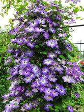 100pcs/bag Clematis seeds flower clematis vines bonsai flower seeds perennial flowers climbing clematis plants for home garden