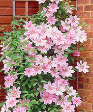 100pcs/bag Clematis seeds flower clematis vines bonsai flower seeds perennial flowers climbing clematis plants for home garden