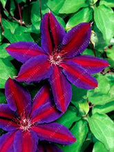 100pcs/bag Clematis seeds flower clematis vines bonsai flower seeds perennial flowers climbing clematis plants for home garden