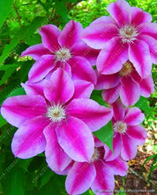 100pcs/bag Clematis seeds flower clematis vines bonsai flower seeds perennial flowers climbing clematis plants for home garden