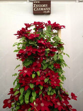 100pcs/bag Clematis seeds flower clematis vines bonsai flower seeds perennial flowers climbing clematis plants for home garden