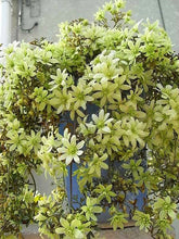100pcs/bag Clematis seeds flower clematis vines bonsai flower seeds perennial flowers climbing clematis plants for home garden