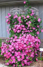 100pcs/bag Clematis seeds flower clematis vines bonsai flower seeds perennial flowers climbing clematis plants for home garden