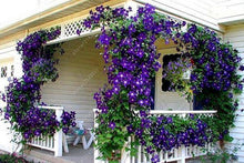 100pcs/bag Clematis seeds flower clematis vines bonsai flower seeds perennial flowers climbing clematis plants for home garden