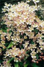 100pcs/bag Clematis seeds flower clematis vines bonsai flower seeds perennial flowers climbing clematis plants for home garden