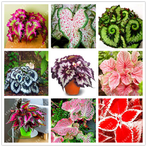 24 colors 100PCS Beautiful Begonia flower seeds flowers potted bonsai garden courtyard balcony Coleus seeds