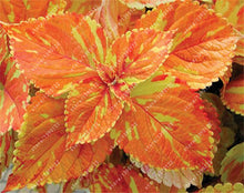 24 colors 100PCS Beautiful Begonia flower seeds flowers potted bonsai garden courtyard balcony Coleus seeds