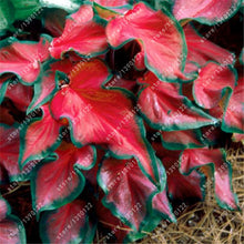 24 colors 100PCS Beautiful Begonia flower seeds flowers potted bonsai garden courtyard balcony Coleus seeds