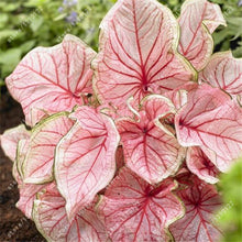 24 colors 100PCS Beautiful Begonia flower seeds flowers potted bonsai garden courtyard balcony Coleus seeds