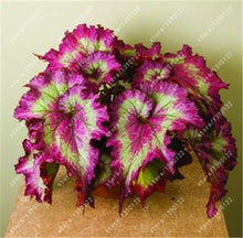 24 colors 100PCS Beautiful Begonia flower seeds flowers potted bonsai garden courtyard balcony Coleus seeds