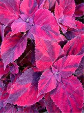 24 colors 100PCS Beautiful Begonia flower seeds flowers potted bonsai garden courtyard balcony Coleus seeds