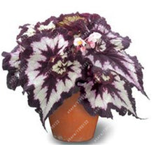 24 colors 100PCS Beautiful Begonia flower seeds flowers potted bonsai garden courtyard balcony Coleus seeds