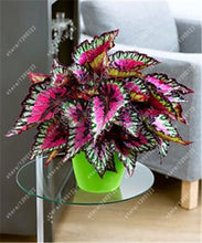 24 colors 100PCS Beautiful Begonia flower seeds flowers potted bonsai garden courtyard balcony Coleus seeds