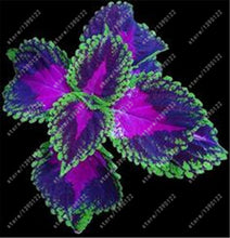 24 colors 100PCS Beautiful Begonia flower seeds flowers potted bonsai garden courtyard balcony Coleus seeds