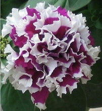 Petunia large flower petals rotating series flower seeds 100 seeds