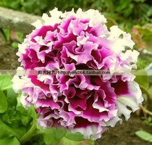 Petunia large flower petals rotating series flower seeds 100 seeds