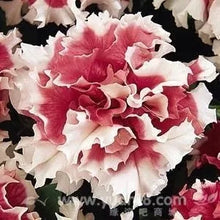 Petunia large flower petals rotating series flower seeds 100 seeds