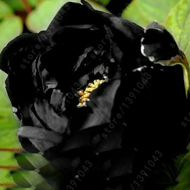 10PC black peony seeds. The most beautiful and fragrant flower garden seeds. Potted ornamental flowers plants