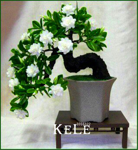 Big Promotion!100 Pcs/Lot Gardenia Seeds (Cape Jasmine)* Home Garden Potted Bonsai, amazing smell & beautiful flowers for room,#