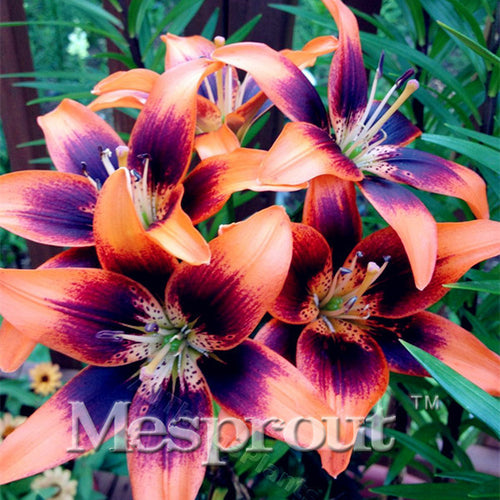 HOT Sale 100 PCS  24 Colors Lily Seeds, Cheap Perfume Lilies Seeds, Rare Color Flower Garden Plant - Mixing Different Varieties