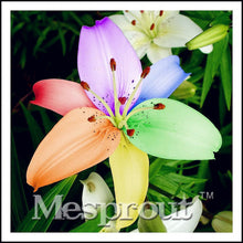 HOT Sale 100 PCS  24 Colors Lily Seeds, Cheap Perfume Lilies Seeds, Rare Color Flower Garden Plant - Mixing Different Varieties
