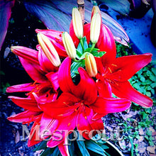 HOT Sale 100 PCS  24 Colors Lily Seeds, Cheap Perfume Lilies Seeds, Rare Color Flower Garden Plant - Mixing Different Varieties