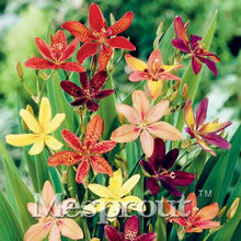 HOT Sale 100 PCS  24 Colors Lily Seeds, Cheap Perfume Lilies Seeds, Rare Color Flower Garden Plant - Mixing Different Varieties