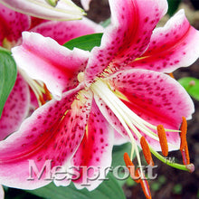 HOT Sale 100 PCS  24 Colors Lily Seeds, Cheap Perfume Lilies Seeds, Rare Color Flower Garden Plant - Mixing Different Varieties