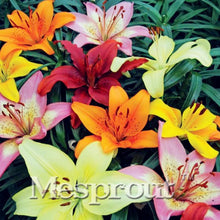 HOT Sale 100 PCS  24 Colors Lily Seeds, Cheap Perfume Lilies Seeds, Rare Color Flower Garden Plant - Mixing Different Varieties
