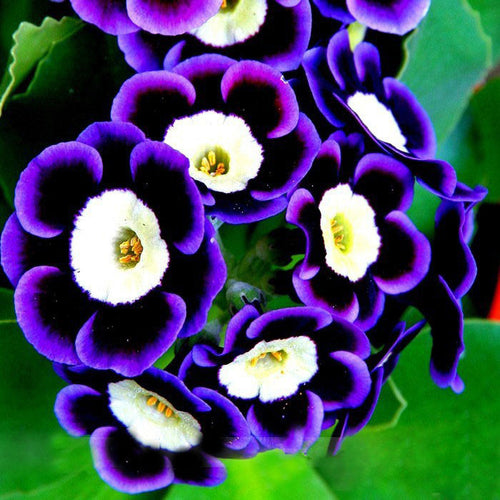 Scarce Rare Blue Phantom Petunia  seeds Pot Flower Seeds 200 PCS Pack Home Garden Bonsai Plants