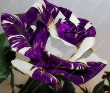 100pcs/bag rose seeds Double Delight Hybrid Tea Rose bonsai flower seeds beautiful perennial rose petals for home garden plant