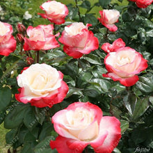 100pcs/bag rose seeds Double Delight Hybrid Tea Rose bonsai flower seeds beautiful perennial rose petals for home garden plant