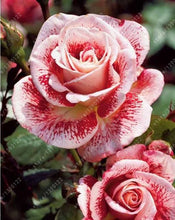 100pcs/bag rose seeds Double Delight Hybrid Tea Rose bonsai flower seeds beautiful perennial rose petals for home garden plant