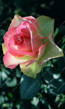 100pcs/bag rose seeds Double Delight Hybrid Tea Rose bonsai flower seeds beautiful perennial rose petals for home garden plant