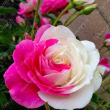 100pcs/bag rose seeds Double Delight Hybrid Tea Rose bonsai flower seeds beautiful perennial rose petals for home garden plant