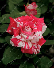 100pcs/bag rose seeds Double Delight Hybrid Tea Rose bonsai flower seeds beautiful perennial rose petals for home garden plant