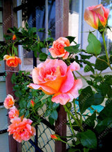 100pcs/bag rose seeds Double Delight Hybrid Tea Rose bonsai flower seeds beautiful perennial rose petals for home garden plant