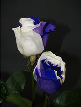 100pcs/bag rose seeds Double Delight Hybrid Tea Rose bonsai flower seeds beautiful perennial rose petals for home garden plant