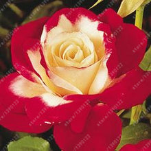 100pcs/bag rose seeds Double Delight Hybrid Tea Rose bonsai flower seeds beautiful perennial rose petals for home garden plant