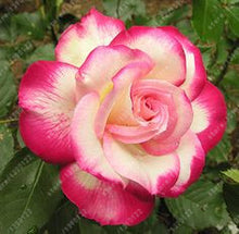 100pcs/bag rose seeds Double Delight Hybrid Tea Rose bonsai flower seeds beautiful perennial rose petals for home garden plant