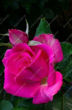 100pcs/bag rose seeds Double Delight Hybrid Tea Rose bonsai flower seeds beautiful perennial rose petals for home garden plant