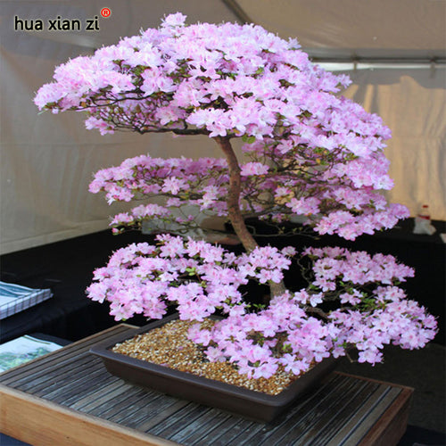 Japanese Sakura Seeds Bonsai Flower Cherry Blossoms Cherry Tree Ornamental Plant  10 Particles / lot