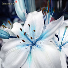 Specials Blue Heart Lily Plant Seeds Potted Bonsai Plant Lily Flower Seeds for Home Garden 50 Particles / lot