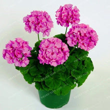 Two-color Red White 100 pcs Rare Geranium Seeds, Variegated Geranium Potted Winter Garden Flower,Bonsai Potted Flower Plant